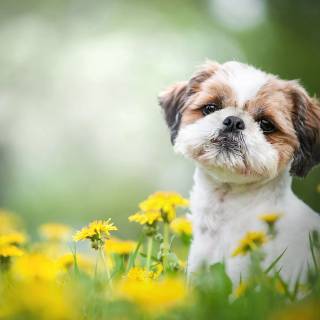 Shih Tzu wallpaper
