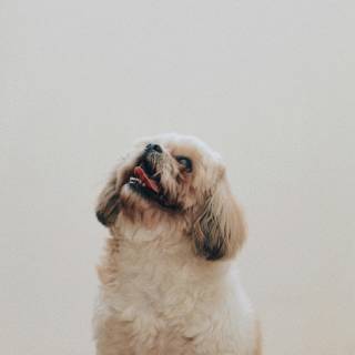 Shih Tzu wallpaper