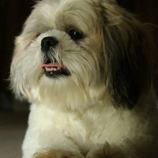 Shih Tzu wallpaper