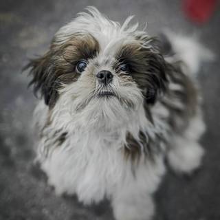 Shih Tzu wallpaper