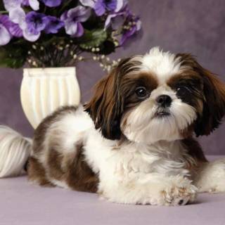 Shih Tzu wallpaper