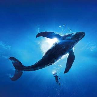 Whale wallpaper