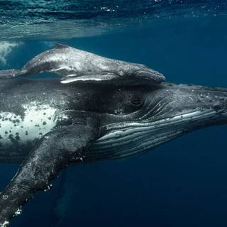 Whale wallpaper
