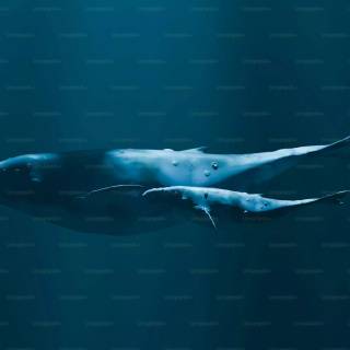 Whale wallpaper