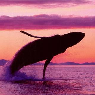 Whale wallpaper
