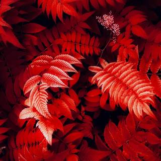 Red mobile 4k wallpaper