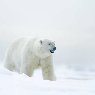 The Polar Express 4k wallpaper