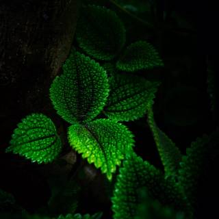 Nature black 4k wallpaper