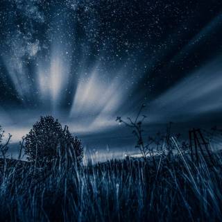 Nature black 4k wallpaper