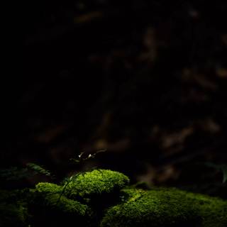 Nature black 4k wallpaper