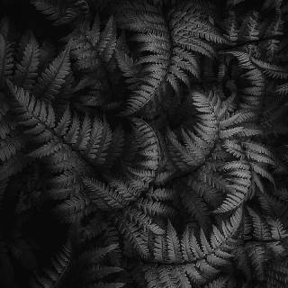 Black and white leaves wallpaper