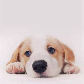 Cute puppy iPhone wallpaper