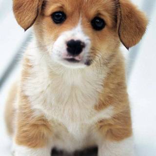 Cute puppy iPhone wallpaper