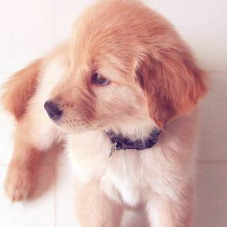 Cute puppy iPhone wallpaper