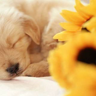 Cute puppy iPhone wallpaper