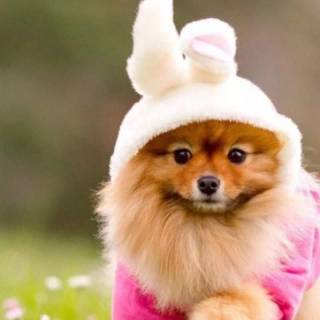 Cute puppy iPhone wallpaper