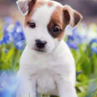 Cute puppy iPhone wallpaper