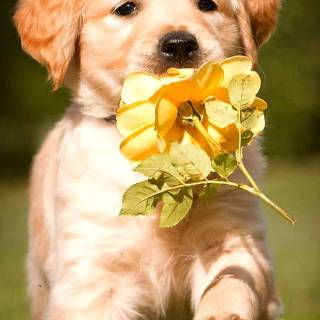 Cute puppy iPhone wallpaper