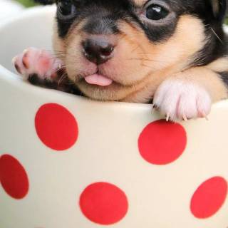 Cute puppy iPhone wallpaper