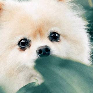 Cute puppy iPhone wallpaper