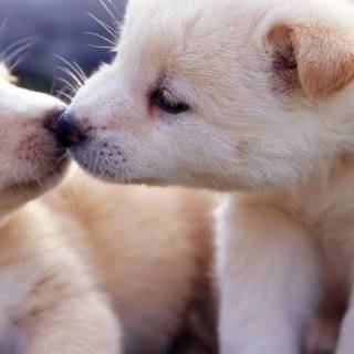 Cute puppy iPhone wallpaper