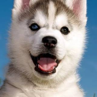 Cute puppy iPhone wallpaper