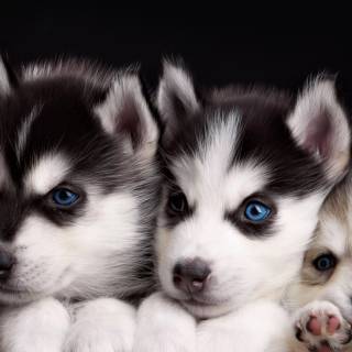 Cute puppy iPhone wallpaper