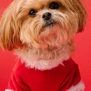 Cute puppy iPhone wallpaper