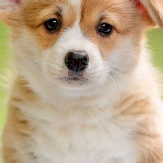 Cute puppy iPhone wallpaper