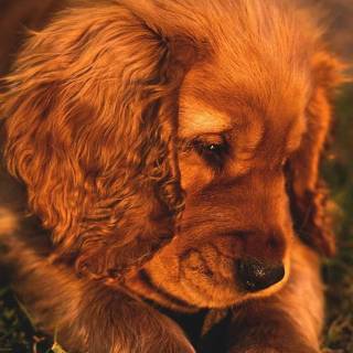 Cute puppy iPhone wallpaper