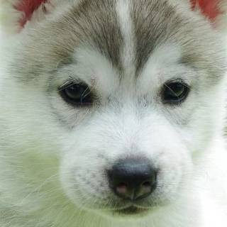 Cute puppy iPhone wallpaper