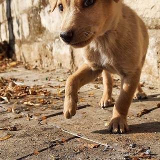 Cute puppy iPhone wallpaper