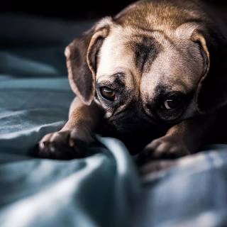 Cute puppy iPhone wallpaper