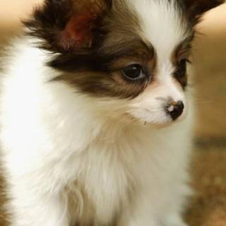 Cute puppy iPhone wallpaper