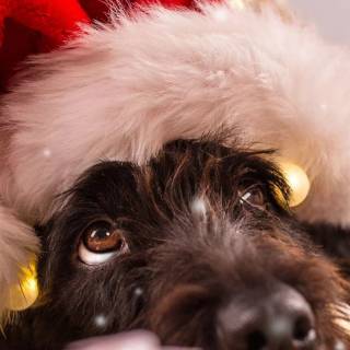 Cute puppy iPhone wallpaper