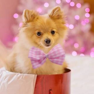 Cute puppy iPhone wallpaper