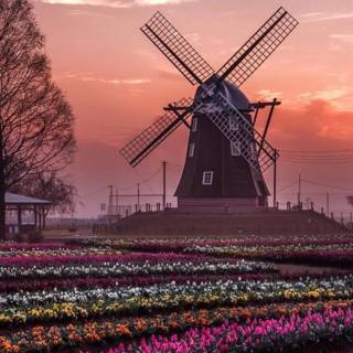 Windmill phone wallpaper