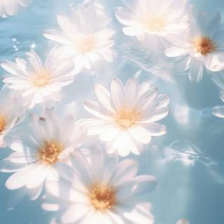 White iPhone XR wallpaper