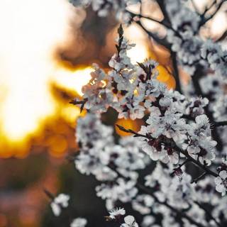 White iPhone SE wallpaper