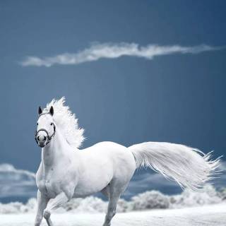 White horse phone wallpaper