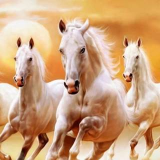 White horse phone wallpaper