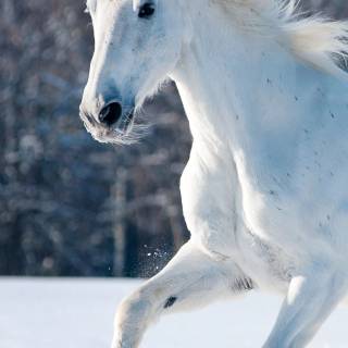 White horse phone wallpaper