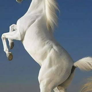 White horse phone wallpaper