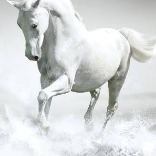 White horse phone wallpaper