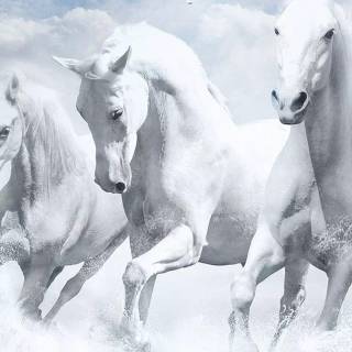 White horse phone wallpaper