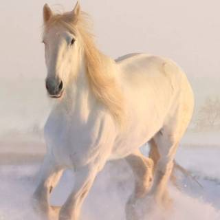 White horse phone wallpaper