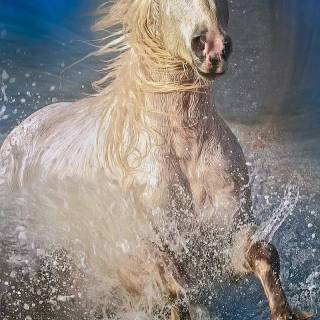 White horse phone wallpaper