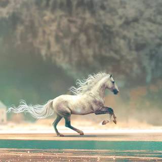 White horse phone wallpaper