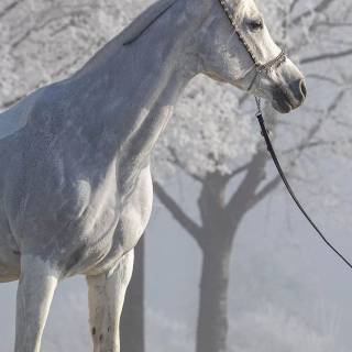 White horse phone wallpaper