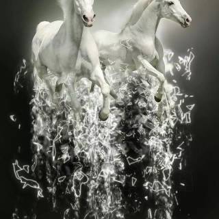 White horse phone wallpaper